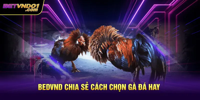 Bedvnd chia sẻ cách chọn gà đá hay