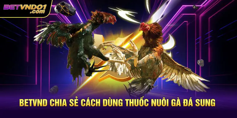 Betvnd chia sẻ cách dùng thuốc nuôi gà đá sung