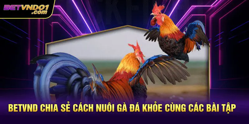 Betvnd chia sẻ cách nuôi gà đá khỏe cùng các bài tập