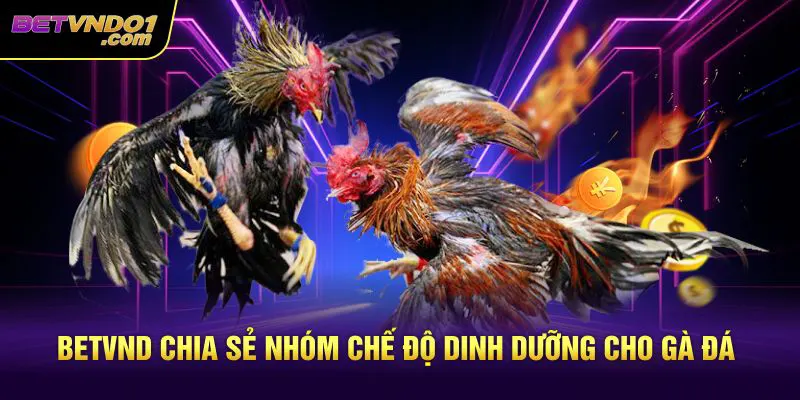 Betvnd chia sẻ nhóm chế độ dinh dưỡng cho gà đá
