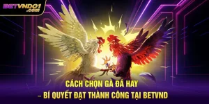 Cách Chọn Gà Đá Hay – Bí Quyết Thành Công Cùng Betvnd
