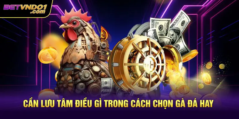 Cần lưu tâm điều gì trong cách chọn gà đá hay