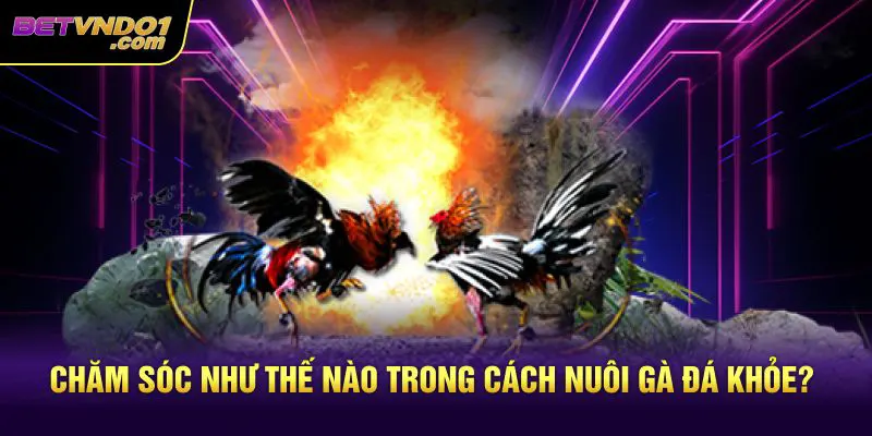 Chăm sóc như thế nào trong cách nuôi gà đá khỏe?