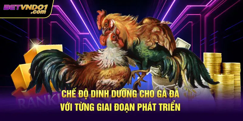 Chế độ dinh dưỡng cho gà đá với từng giai đoạn tăng trưởng