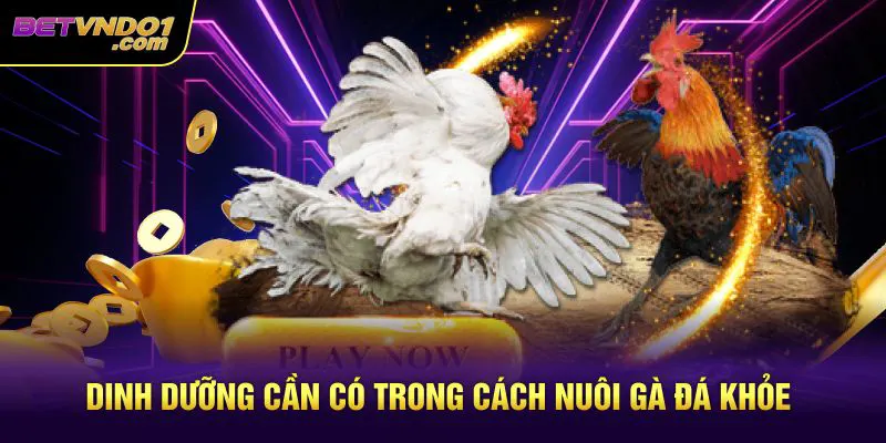 Dinh dưỡng cần có trong cách nuôi gà đá khỏe