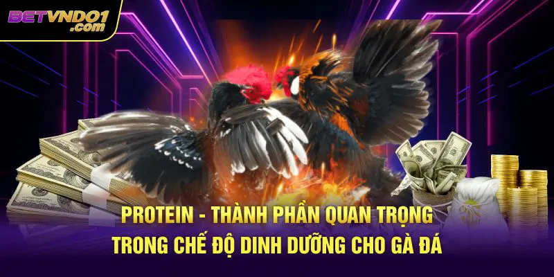 Protein - Thành phần cốt yếu trong chế độ dinh dưỡng cho gà đá