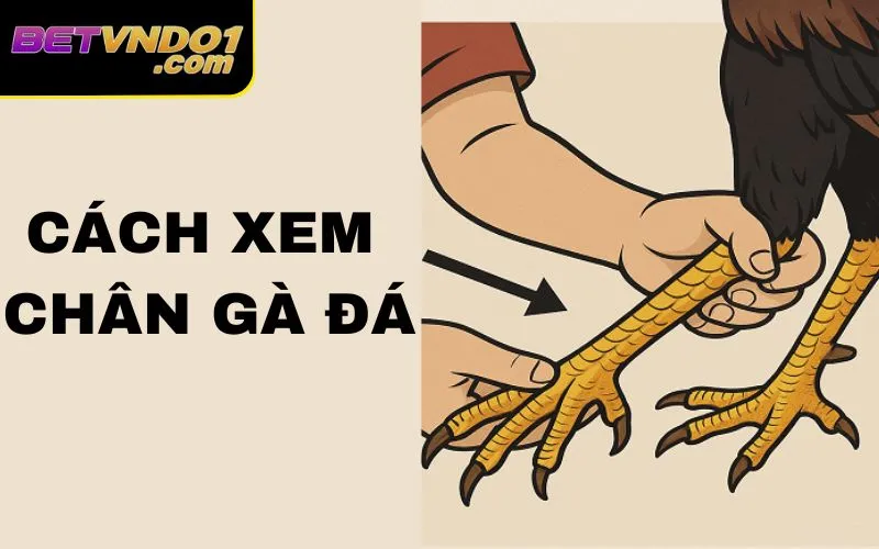 Cách Xem Chân Gà Đá Bách Phát Bách Trúng Từ Chuyên Gia