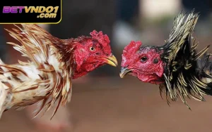 Đá Gà Hợp Pháp Không? Giải Mã Thắc Mắc Chung Cho Dân Cá Cược