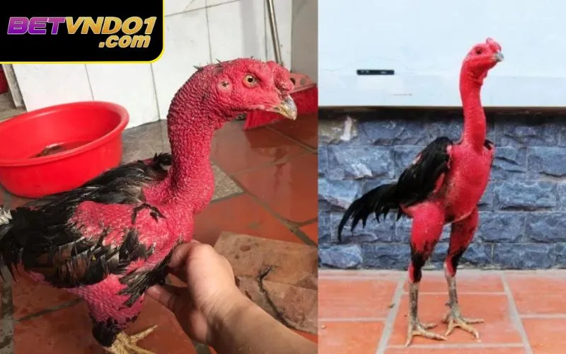 Cách Om Gà Đá Để Tăng Cường Khả Năng Chịu Đòn Đỉnh Cao