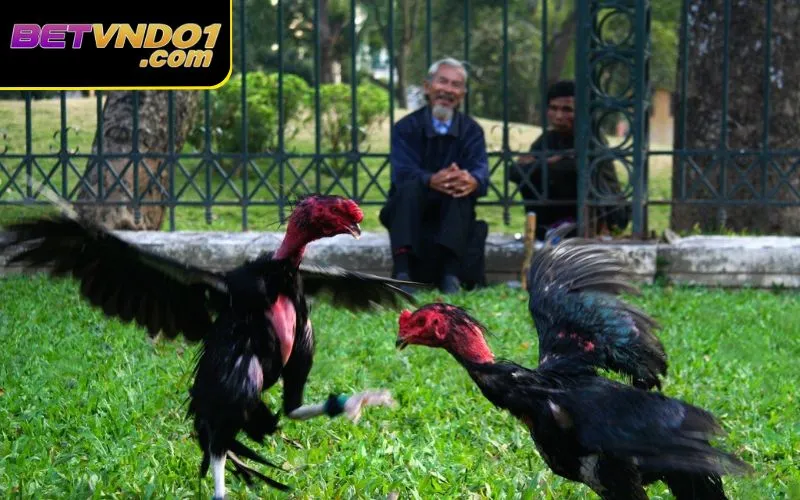 Betvnd có hệ thống cược - thưởng lớn được nhiều kê thủ chọn lựa