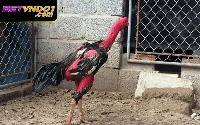 Cách om gà đá có mục đích làm cho gà khoẻ mạnh hơn