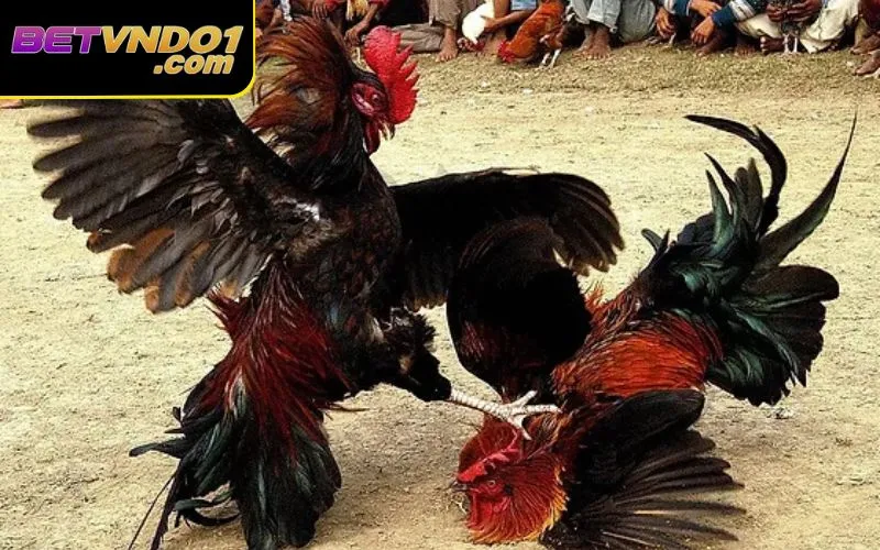 Đá gà bị cấm không là câu hỏi được nhiều kê thủ quan tâm