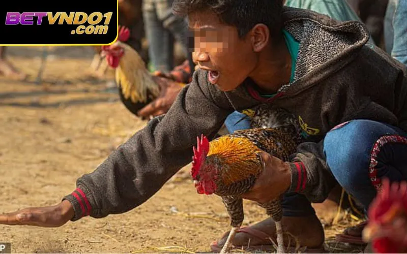 Đá gà hợp pháp không là câu hỏi nhức nhối của nhiều người chơi