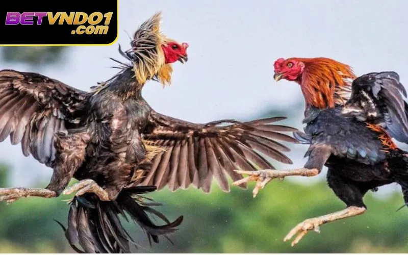 Đá gà miền Bắc có cách chơi đơn giản hơn so với 2 miền còn lại