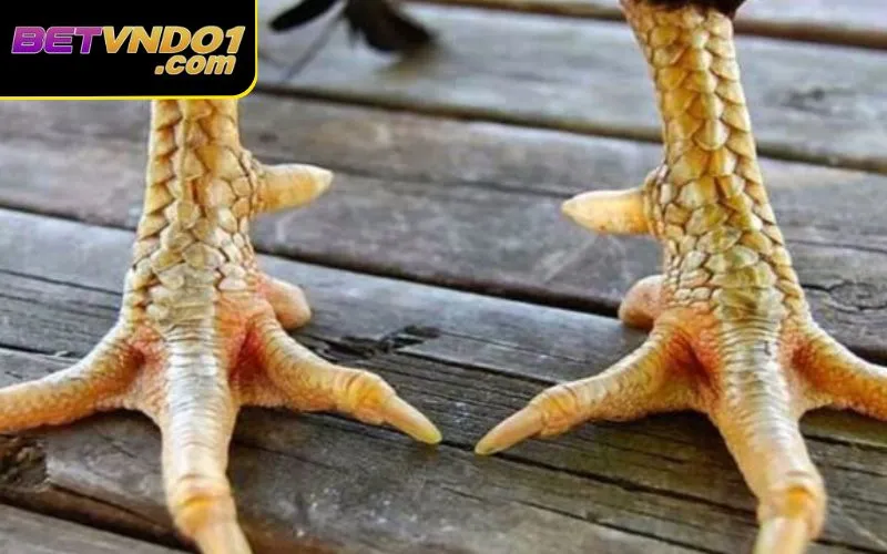 Gà có chân vảy án thiên là tướng tốt trong cách xem chân gà đá