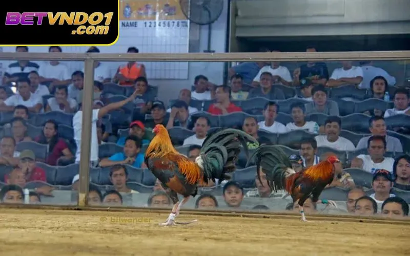 Hãy chơi đá gà với mục đích giải trí