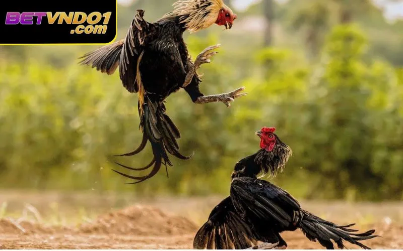 Hướng dẫn cách tham gia đá gà trên Betvnd