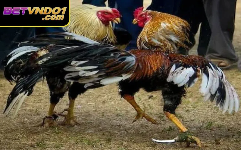 Khái niệm tổng quát về đá gà cựa dao là gì?