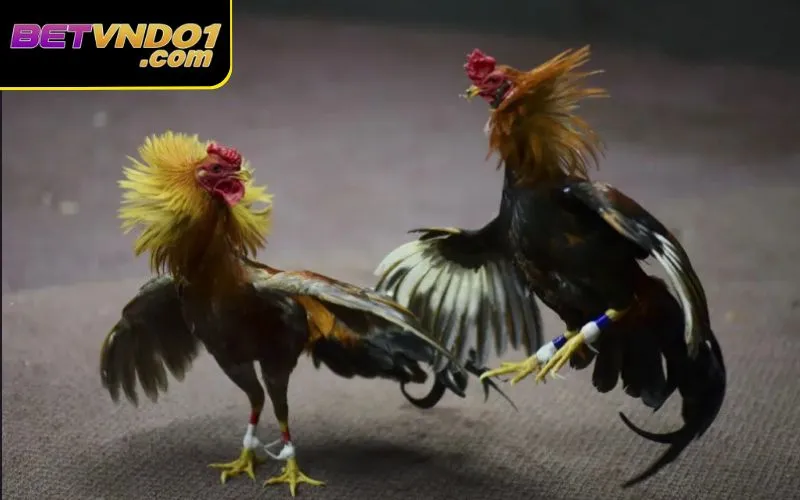 Mỗi trận đấu sẽ được phân loại kỹ tuỳ theo hình thức chơi