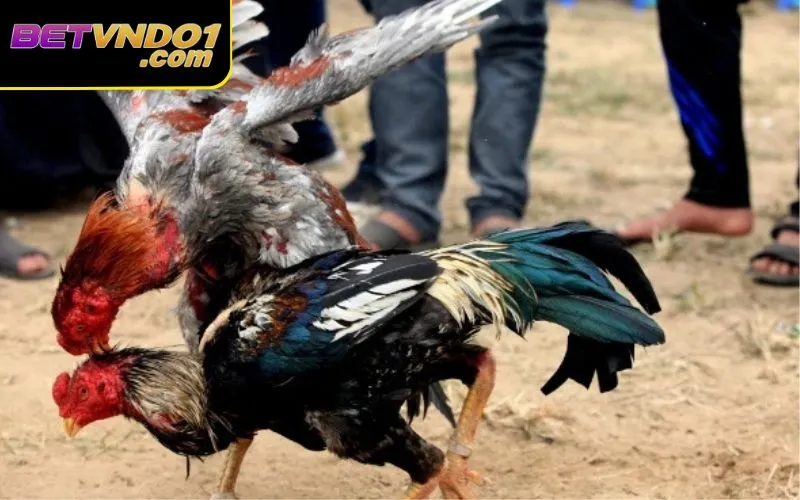 Mọi vi phạm sẽ được xử lý nghiêm khắc theo quy định đá gà 2025