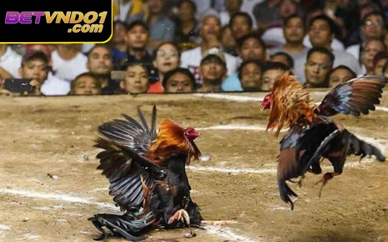 Một số hình thức cược thường gặp trong luật chơi đá gà