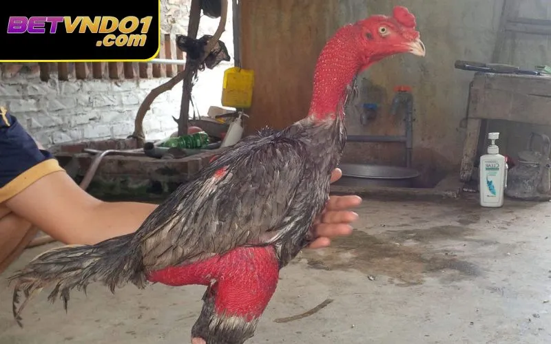 Một vài lưu ý đặc biệt trong cách om gà đá