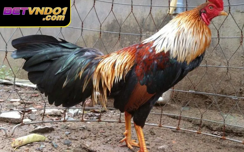 Ngoài cách xem chân gà đá thì nên chú trọng tới các bộ phận khác