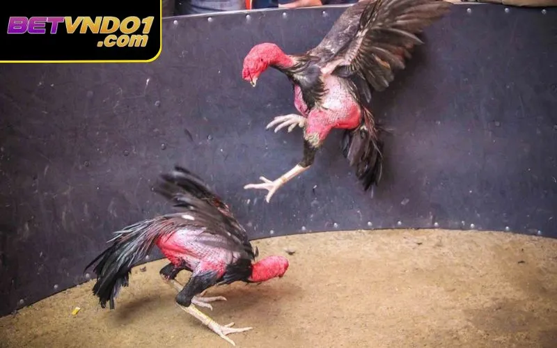 Người chơi hoàn toàn an tâm khi cá cược tại Betvnd