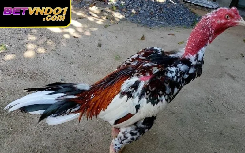 Quần sương là cách om gà đá giúp gà có miễn dịch tốt hơn