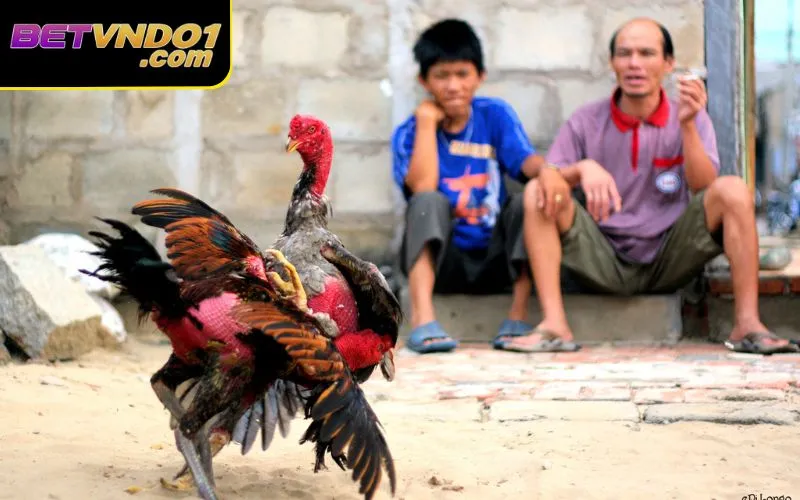 Quy định đá gà 2025 được nâng cấp