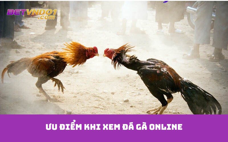 Ưu điểm khi xem đá gà online