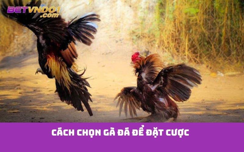 Cách chọn gà đá để đặt cược