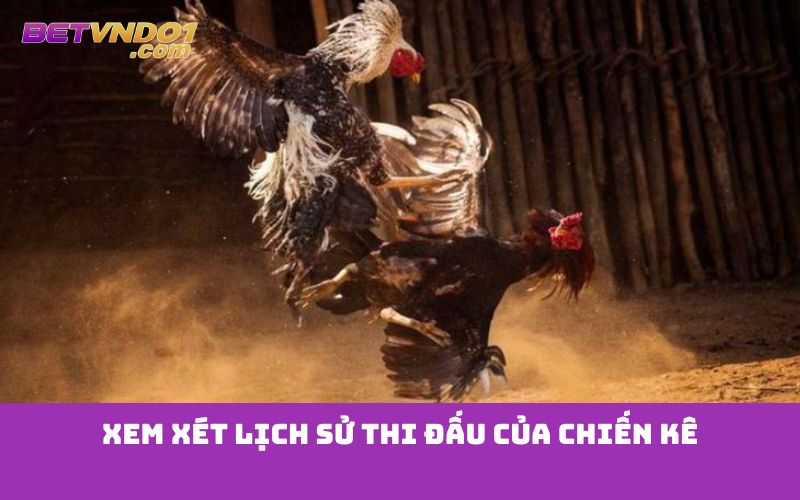 Xem xét lịch sử thi đấu của chiến kê