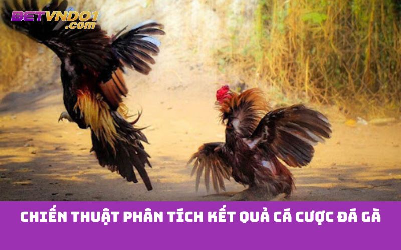 Chiến thuật phân tích kết quả cá cược đá gà