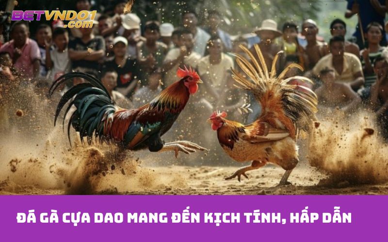 Đá gà cựa dao mang đến kịch tính, hấp dẫn