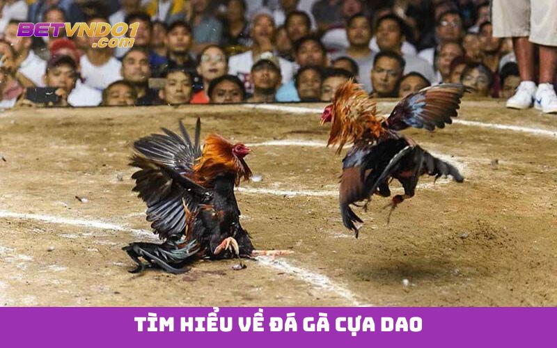 Tìm hiểu về đá gà cựa dao
