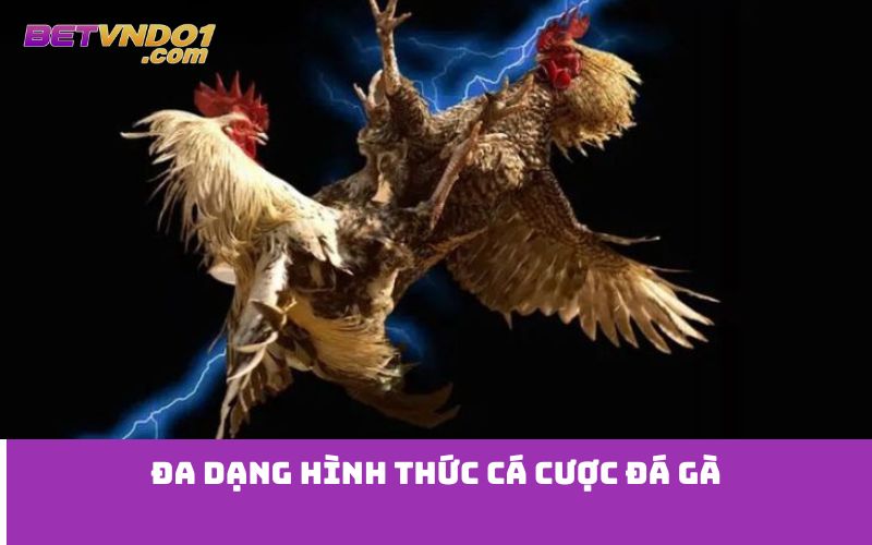 Đa dạng hình thức cá cược đá gà