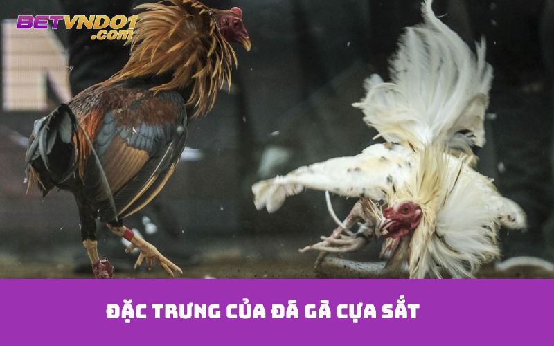 Đặc trưng của đá gà cựa sắt