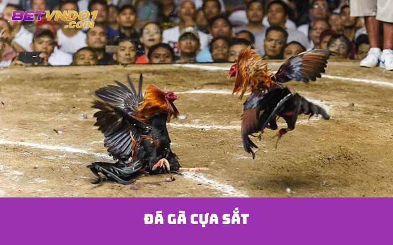 Đá gà cựa sắt