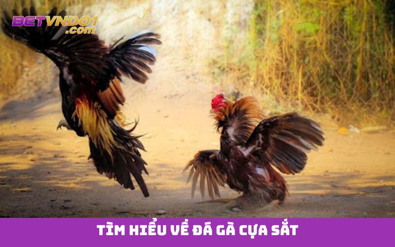 Tìm hiểu về đá gà cựa sắt