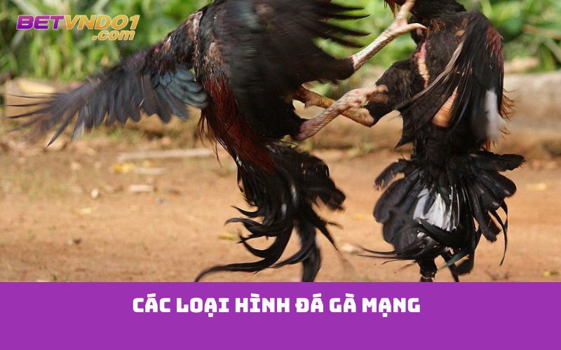 Các loại hình đá gà mạng