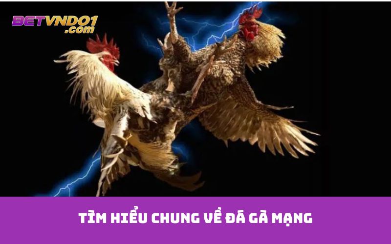 Tìm hiểu chung về đá gà mạng