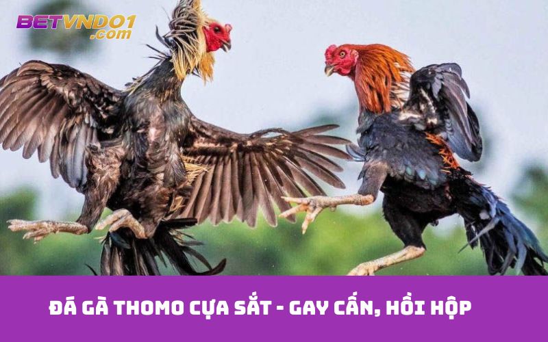 Đá gà Thomo cựa sắt - gay cấn, hồi hộp