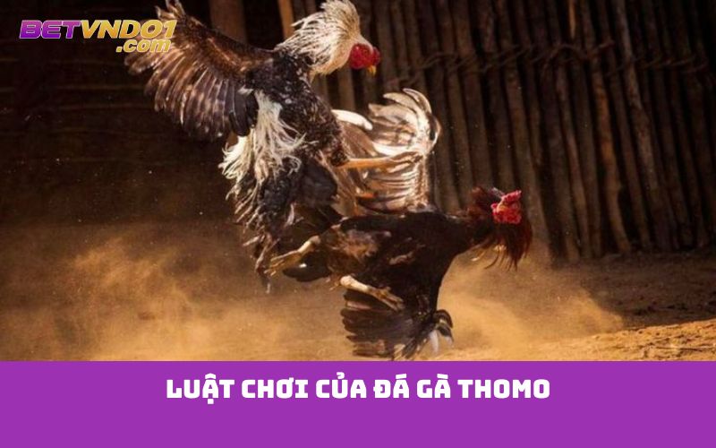 Luật chơi của đá gà Thomo