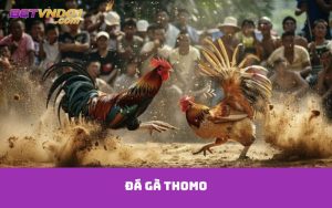 Đá gà thomo