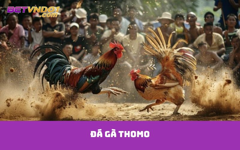 Đá gà thomo