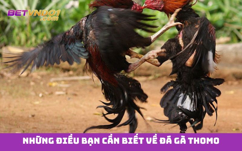 Những điều bạn cần biết về đá gà Thomo