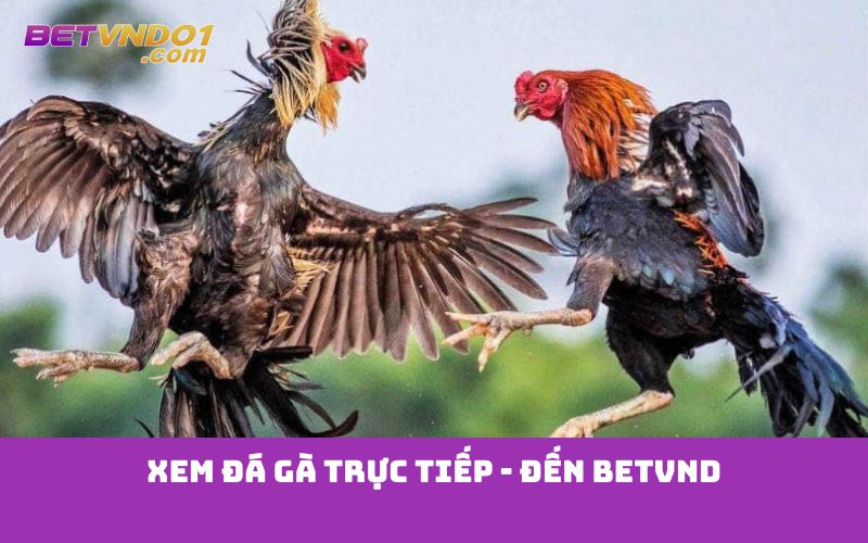 Xem đá gà trực tiếp - đến Betvnd
