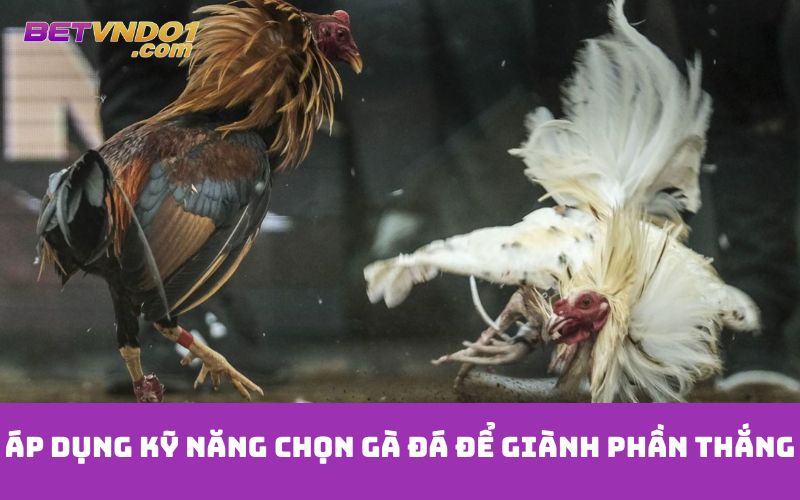 Áp dụng kỹ năng chọn gà đá để giành phần thắng