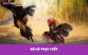 Đá gà trực tiếp